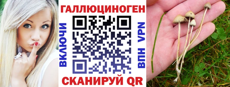 Купить где  Кострома  Галлюциногенные грибы Cubensis 